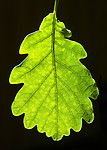 BB 12 0418 / Quercus petraea / Vintereik